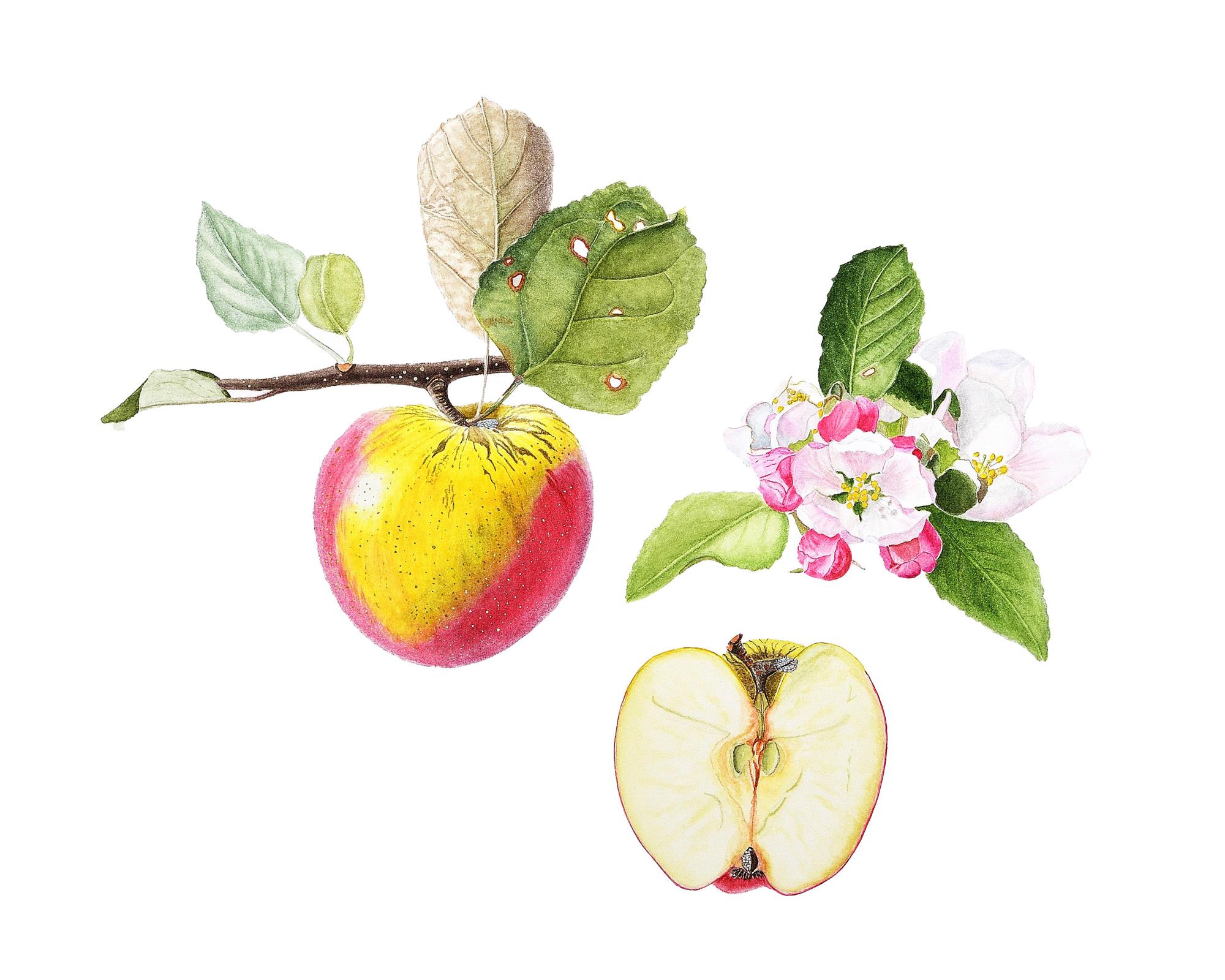 Malus domestica 'Melkappel'